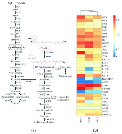 The Putative Carotenoid Biosynthesis Pathway And The Heatmap Of