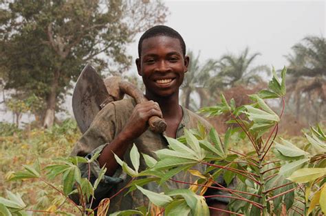 Partners Building A Sustainable Integrated Seed System For Cassava