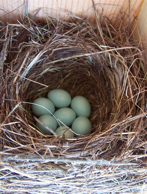 Western_Bluebird_nest_with_7_eggs – Bluebirdnut