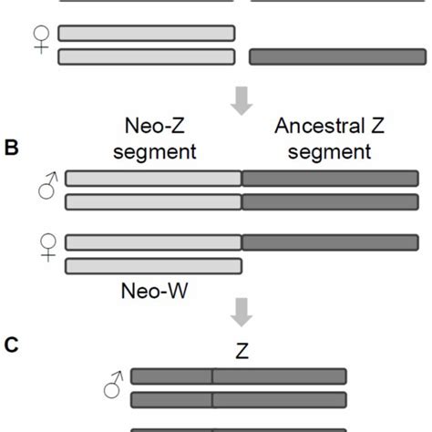 Possible Evolutionary Pathway From An Ancestral Z Zz Sex Chromosome