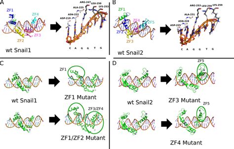 Schematic Representation Of Snail1 And Snail2 Structure A