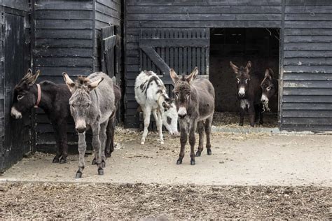 Donkey Sanctuary Ireland // Don't Miss This Spot in County Cork!