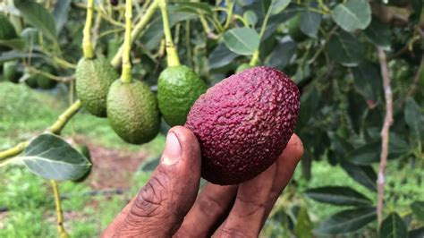 Cultivo de aguacate hass cómo identificar deficiencias nutricionales