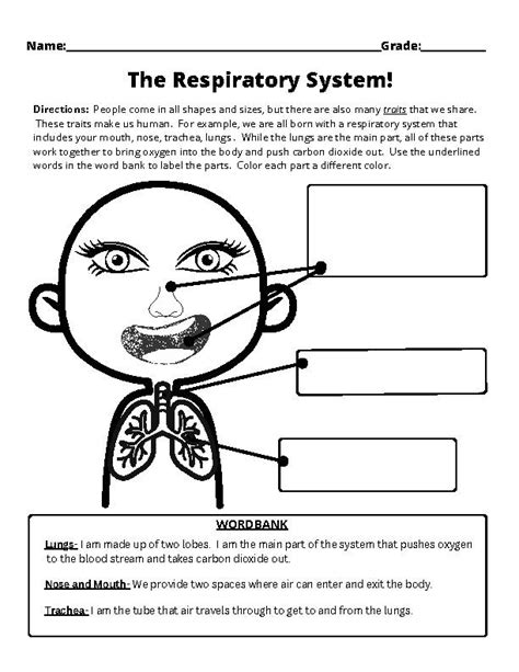 Respiratory System Worksheet Grades 3 5 Classful