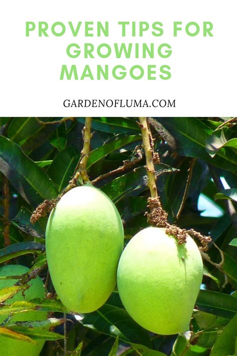 Tips For Growing Mangoes Mango Tree Planting Fruit Trees Growing Cherry Trees