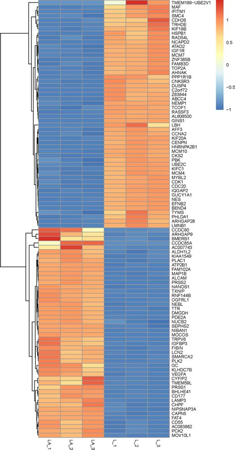 Heatmap Depicting The Differentially Expressed Genes Between Lncap Adr