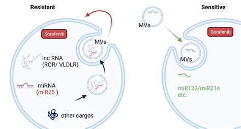 Microvesicles The Functional Mediators In Sorafenib Resistance