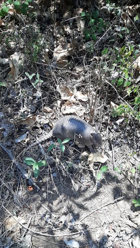 Nine Banded Armadillo From Ixtapa MX CH MX On May 31 2023 At 11 58