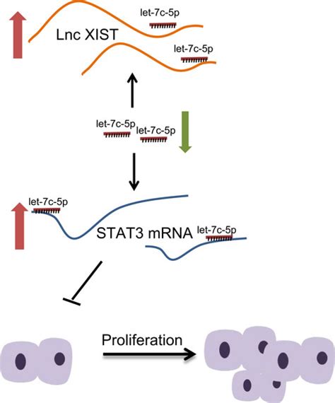 Retracted Long Non‐coding Rna Xist Binding To Let‐7c‐5p Contributes To