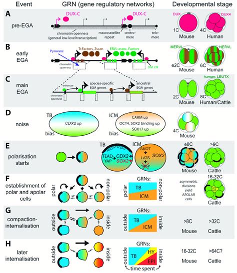 A summary of pre-blastocyst mammalian development with a focus on gene... | Download Scientific ...