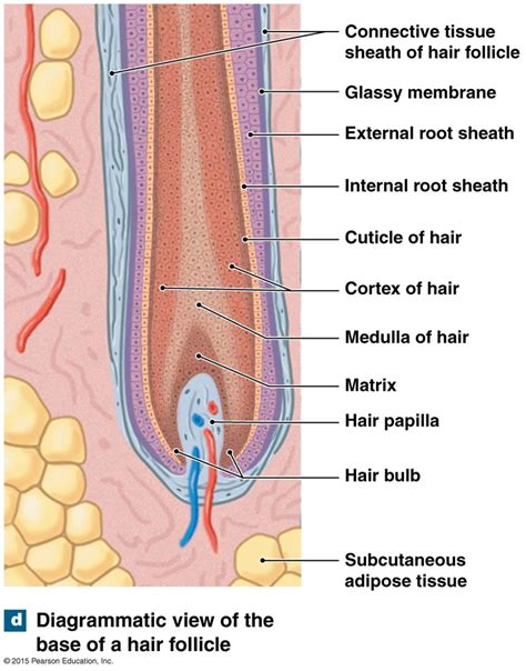 The base of a hair follicle.#base #follicle #hair | Matrix hair, Hair ...