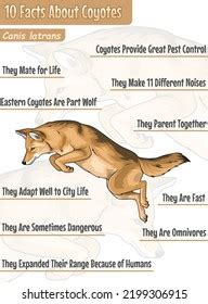 10 Facts About Coyotes Illustration Vector Stock Vector (Royalty Free ...