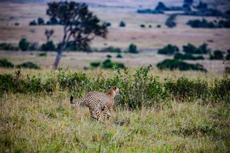 A Cheetah Running in the Wild · Free Stock Photo