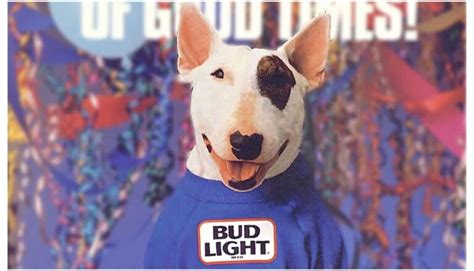 What Happened To Spuds Mackenzie Learn About This Bull Terriers