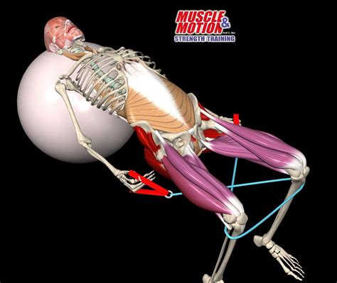 Anatomy of spine spinal extension exercise analysis 2015 – Artofit