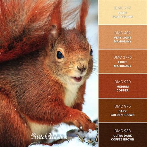 Red Squirrel Color Palette Challenge Color Palette Design Color