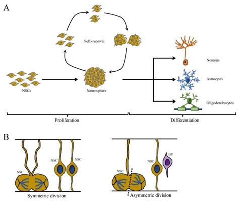 Cells Free Full Text The Effects Of Extrinsic And Intrinsic Factors