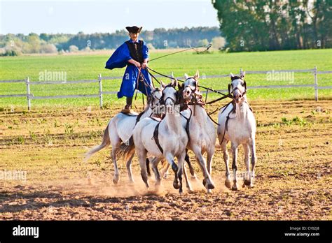 Hungary Kalocsa Csikos Hungarian Horse Rider Riding His Team While