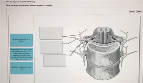 Solved Use The Figure To Match The Following Drag The Chegg