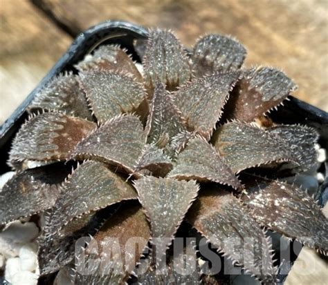 SHPR10942 Haworthia wimii select Кактус онлайн