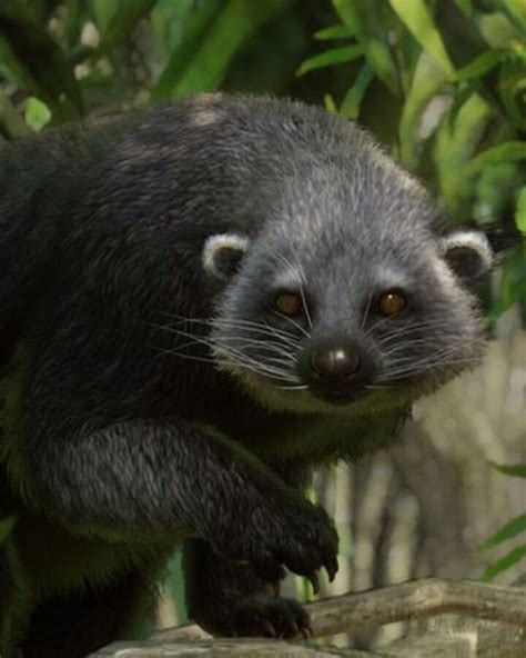 Binturong | Binturong, Rare animals, Baby animals