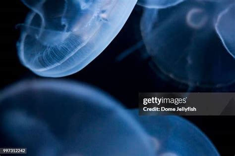 930 Moon Jellyfish Habitat Stock Photos, High-Res Pictures, and Images - Getty Images