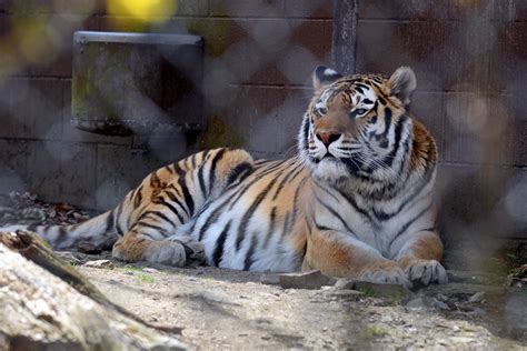 Cts Beardsley Zoo In Bridgeport Brings Back Free Admission Saturdays