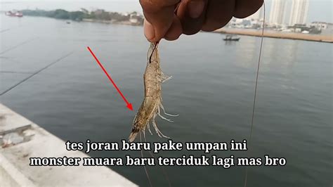 Mancing Di Muara Baru Dam Ijo Lagi Musim Ikan Mahal Mas Bro Oktober