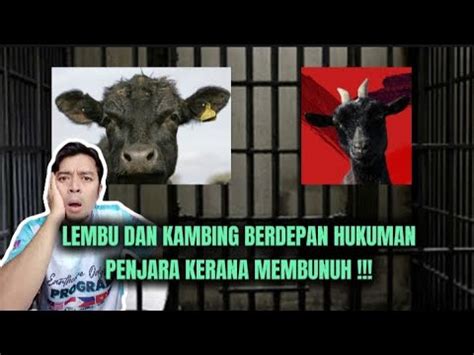 Lembu Dan Kambing Kena Sumbat Dalam Penjara Biar Betul Youtube