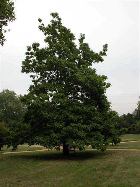 Catalpa Speciosa Trees And Shrubs Online