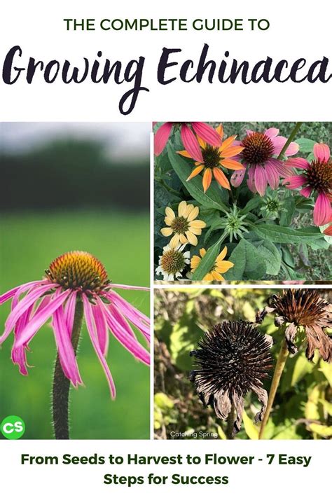 Complete Guide To Growing Echinacea Coneflower From Seeds 7 Easy Tips