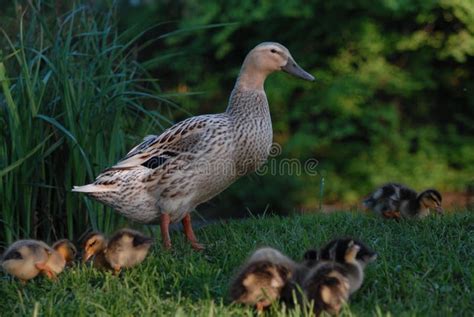 O Pato Da M E Protege Seus Patinhos Na Lagoa Imagem De Stock Imagem