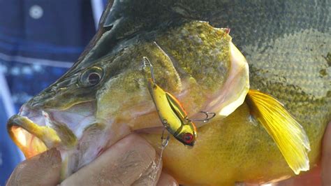 IFISHTV Googong Dam Yellowbelly Redfin YouTube