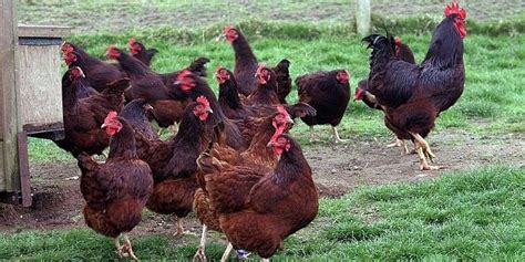 Rhode Island Red Chickens For Sale 27631521991