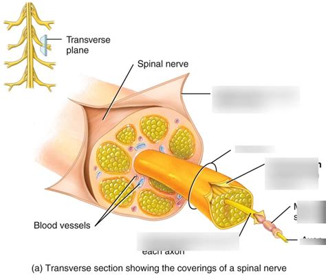 Connective Tissue Covering Of Spinal Nerves Diagram Quizlet