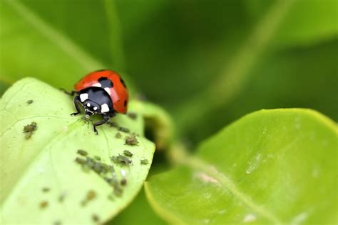 Pucerons Vers Au Jardin Comment Lutter Contre Les Insectes Nuisibles