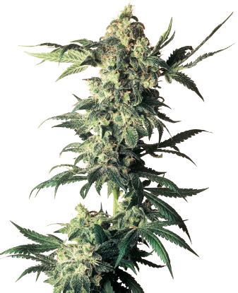 Big Bud Reguläre Hanfsamen Sensi Seeds