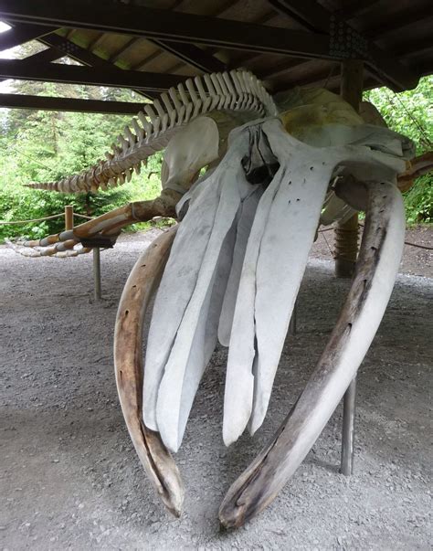 Humpback Whale Skull In Alaska