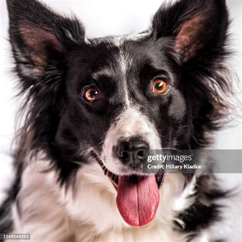 Smart Border Collie Photos And Premium High Res Pictures Getty Images