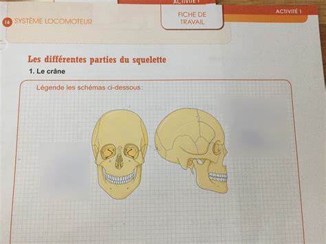 Bio Syst Me Locomoteur Le Cr Ne Diagram Quizlet