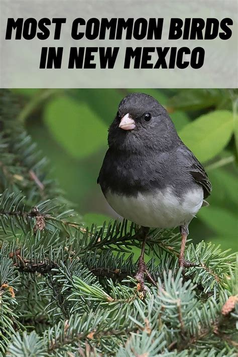 16 Common Birds In New Mexico With Pictures