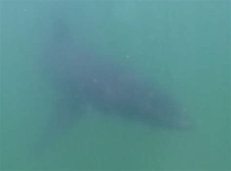 Monterey Kayaker Joyous When Approached By Great White Shark Video