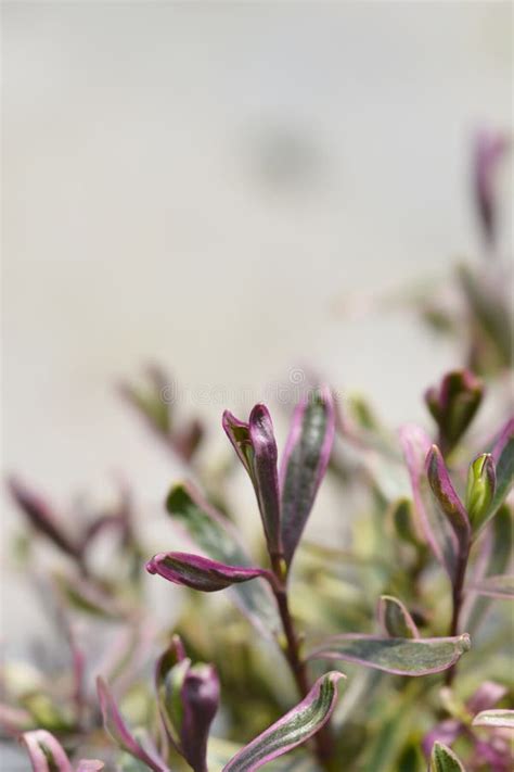 Shrubby Veronica Bronze Baby Stock Photo Image Of Shrubby Hybrid