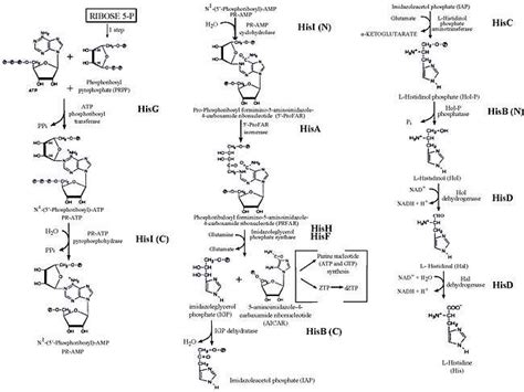 Histidine Biosynthetic Process Semantic Scholar