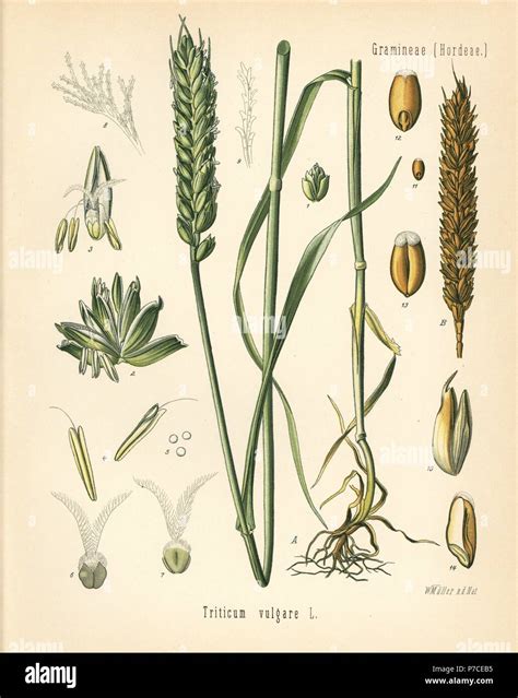 Wheat Or Bread Wheat Triticum Vulgare Chromolithograph After A Botanical Illustration By