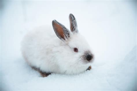 Premium Photo White Rabbit On Snow