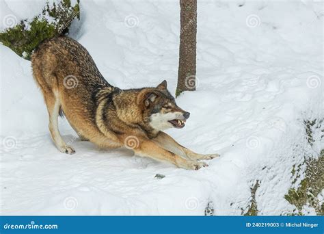 Male Eurasian Wolf Canis Lupus Lupus Stretching And Baring His Teeth