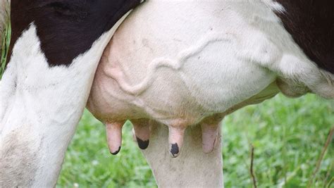 How To Reduce Mastitis Ahead Of Spring Calving Farmers Weekly