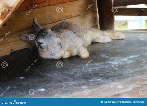 White Rabbits Sleep On Wooden Floors In The Easter Concept House Stock