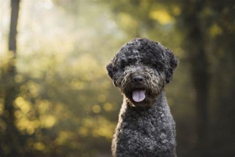 Chiens Qui Aiment L Eau 19 Races Hydrophiles Tractive